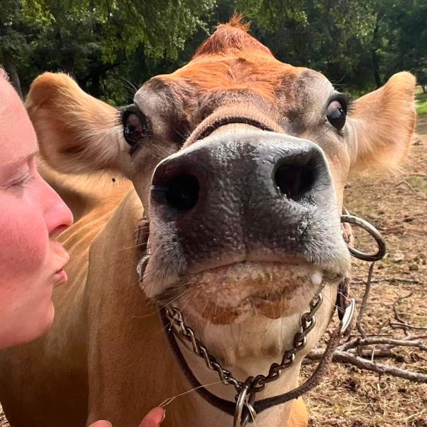 Ginny the Milk Cow