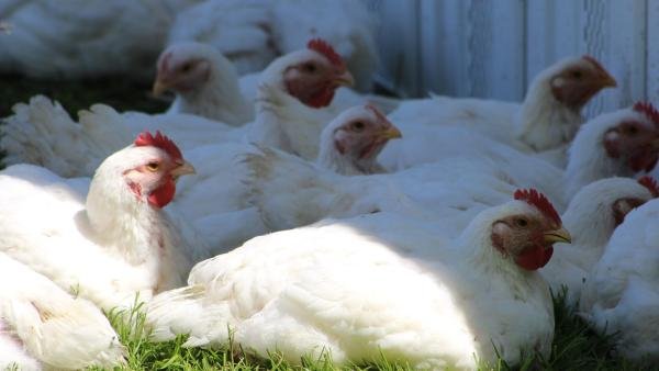 broiler chickens