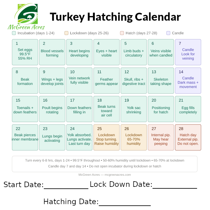 Turkey Hatching Calendar