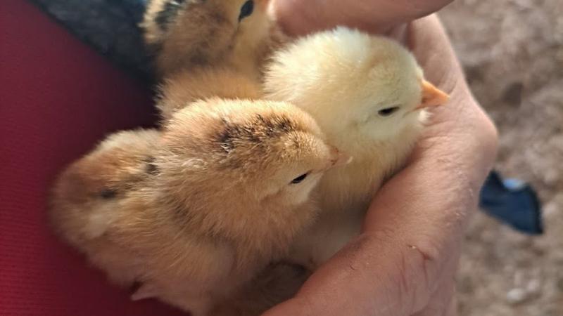 Chicks in hand