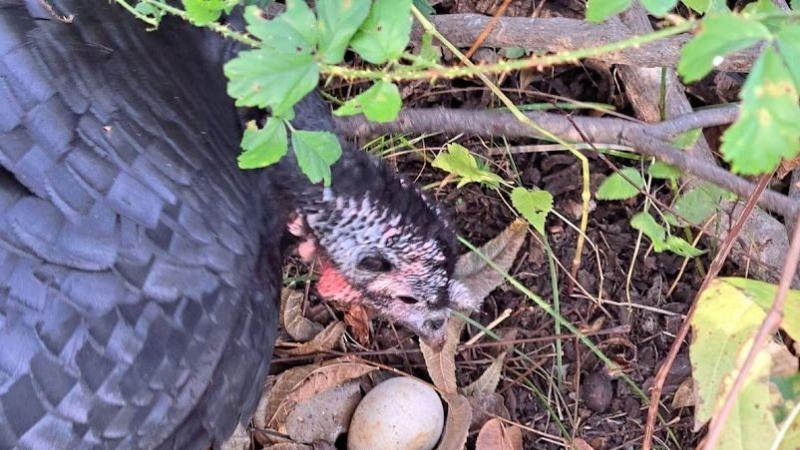 Turkey hen and nest