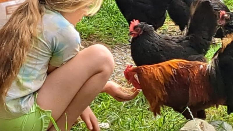 Girl feeding chickens