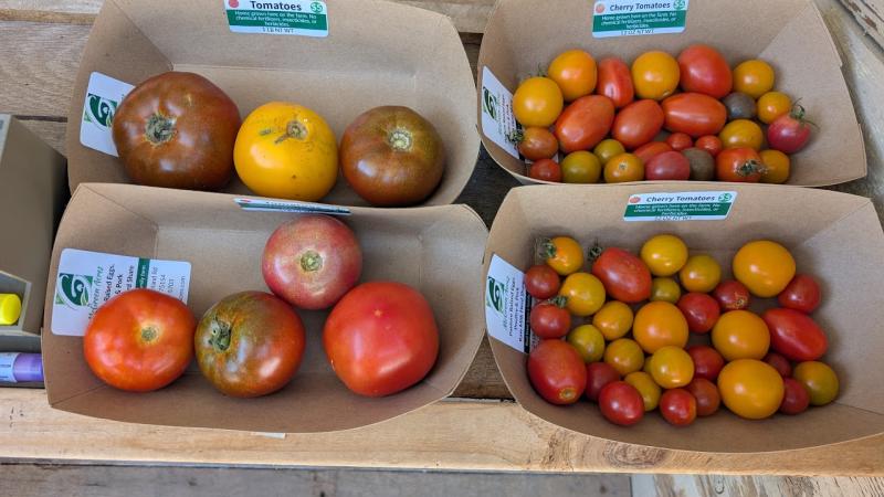 tomatoes