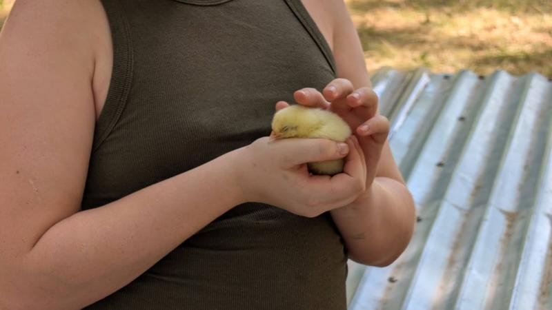 child holding chick