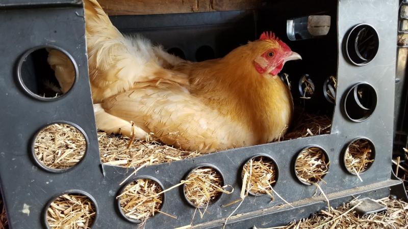 Buff Orpington Chicken Laying Egg