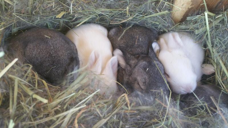 Baby Rabbits