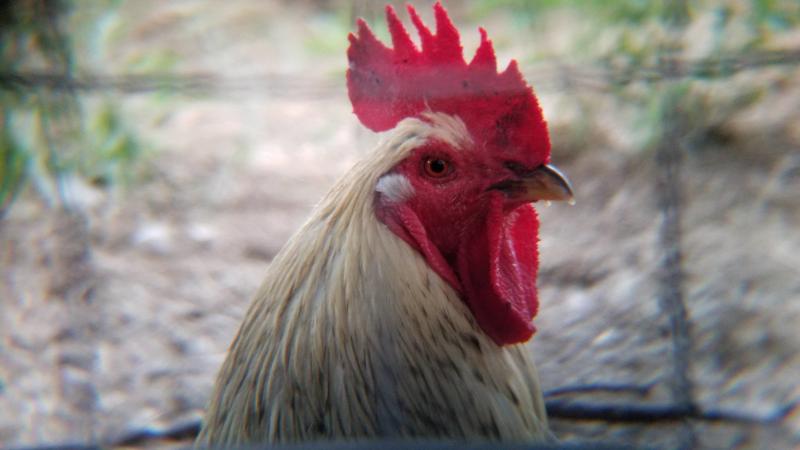 Rooster profile