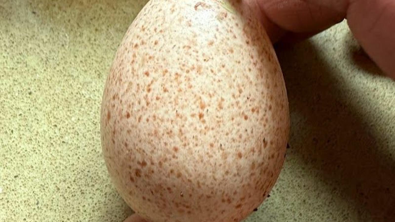 Turkey Egg