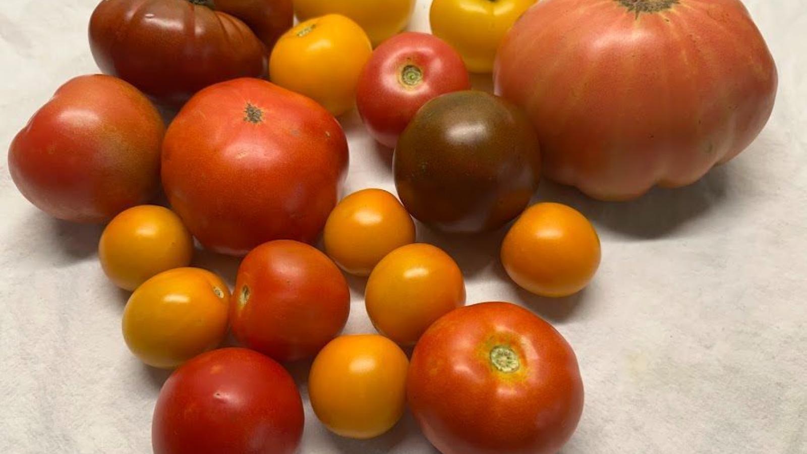assorted tomatoes