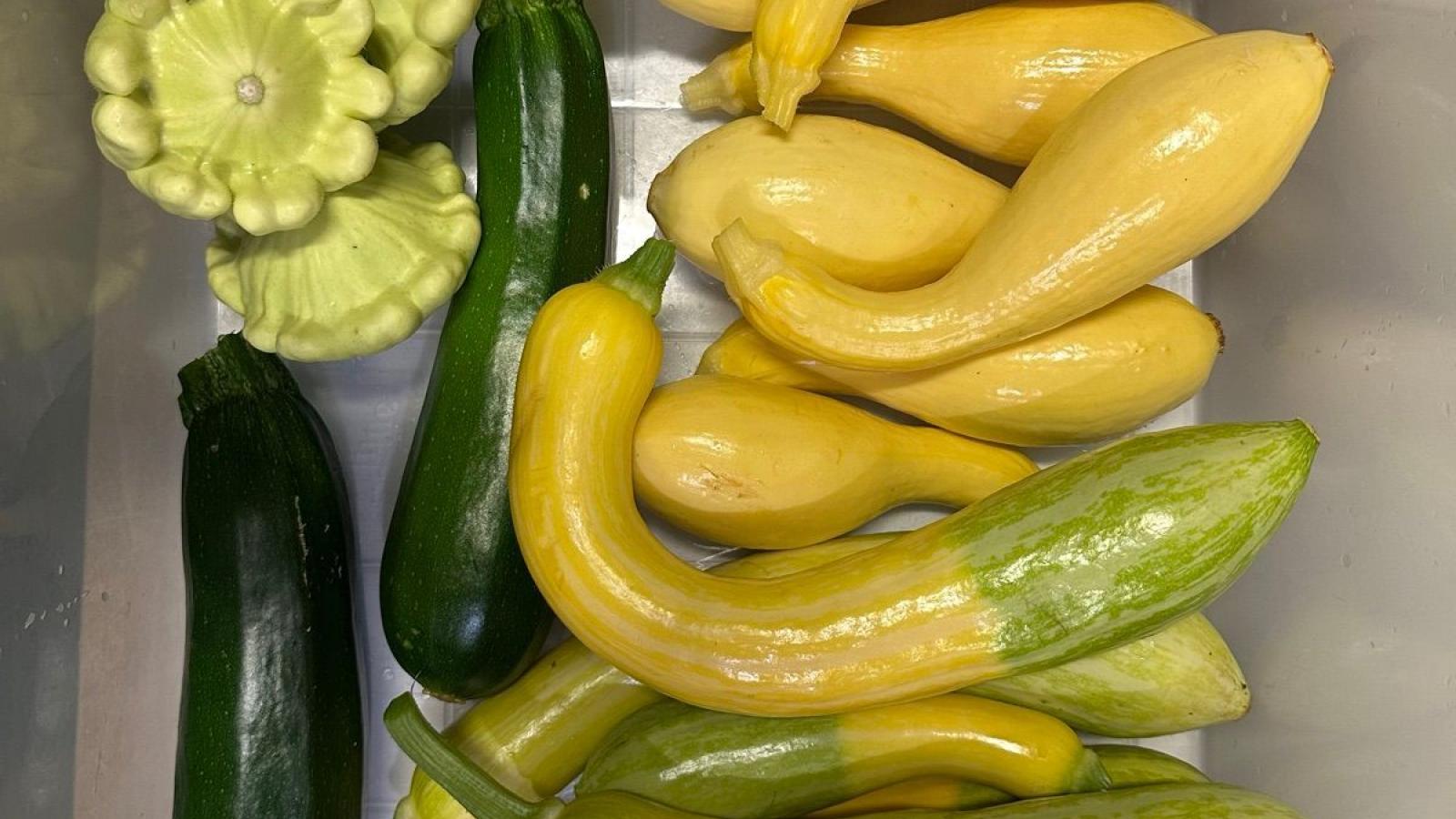 Summer Squash