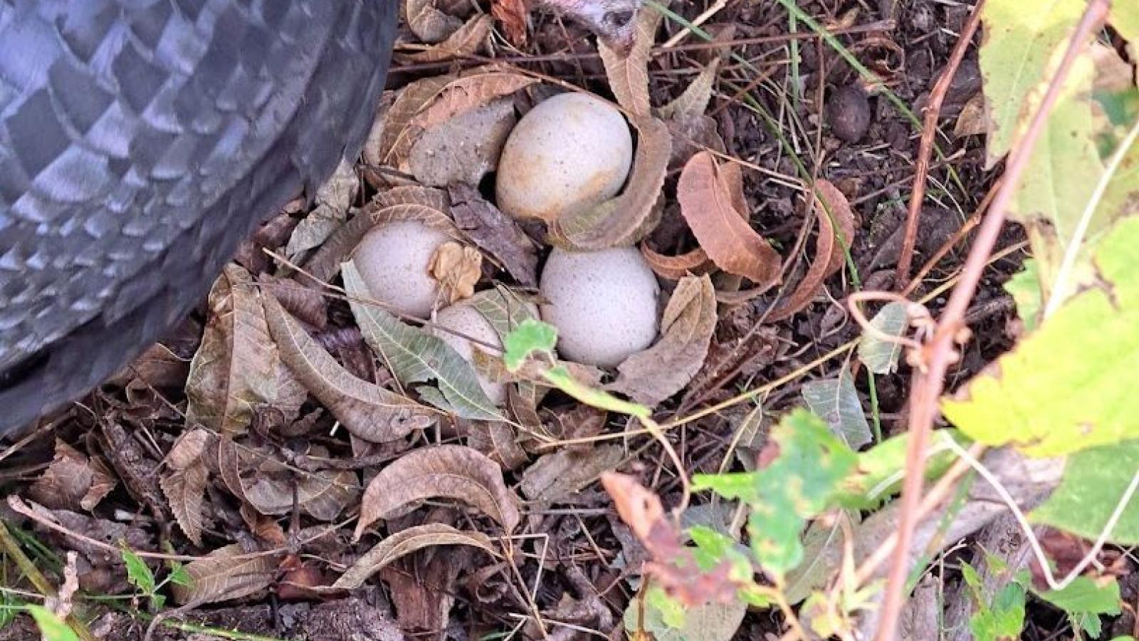 Turkey hen nesting