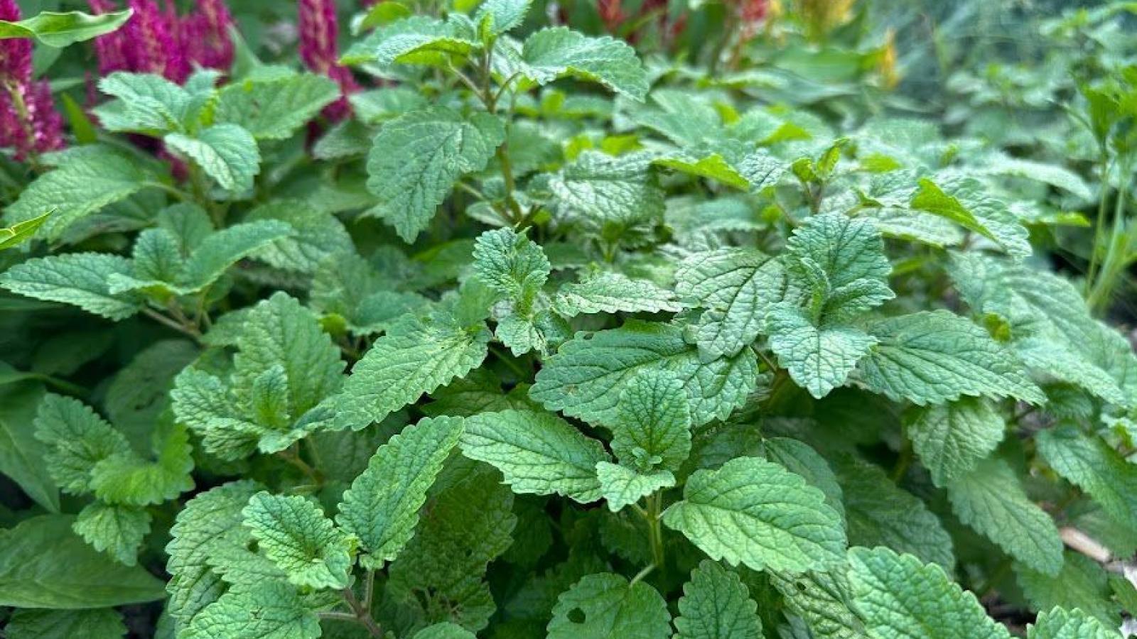 fresh lemon balm