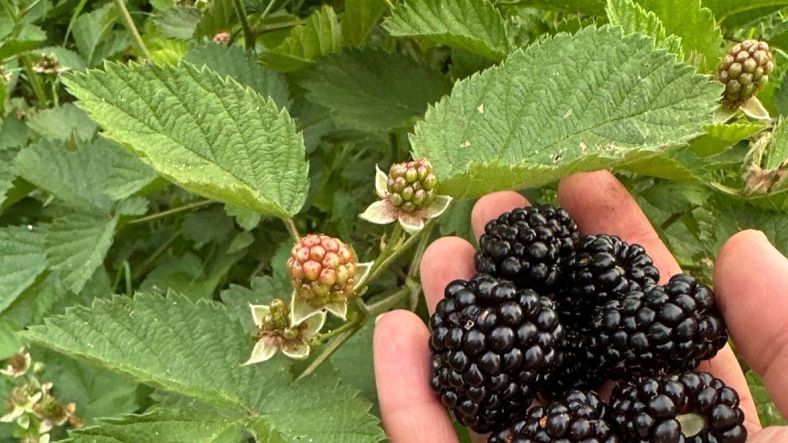 blackberries