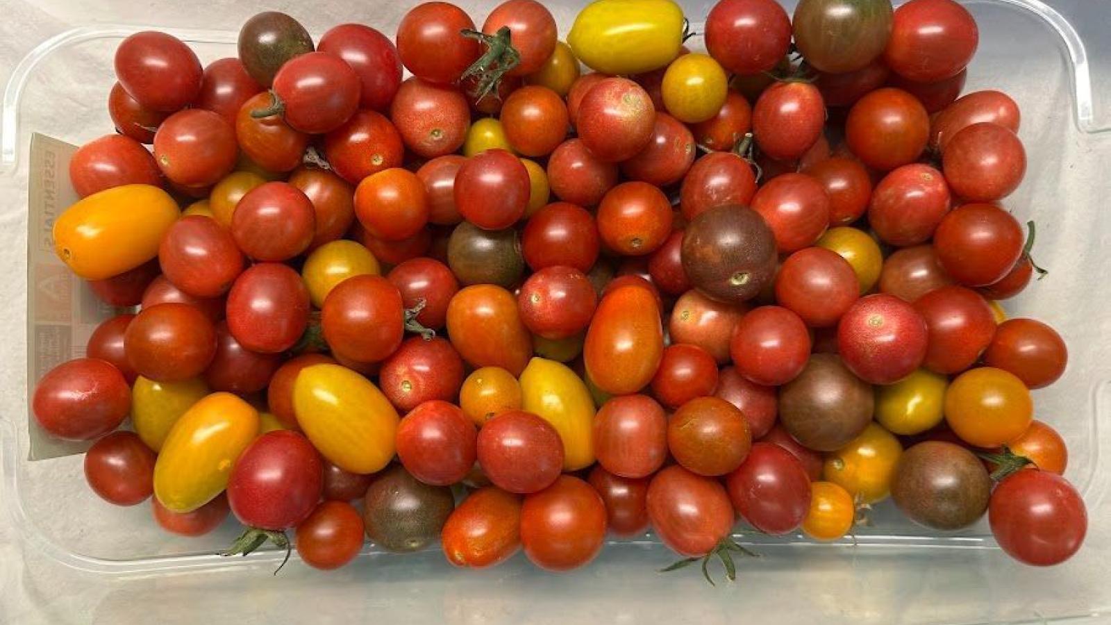 cherry tomatoes