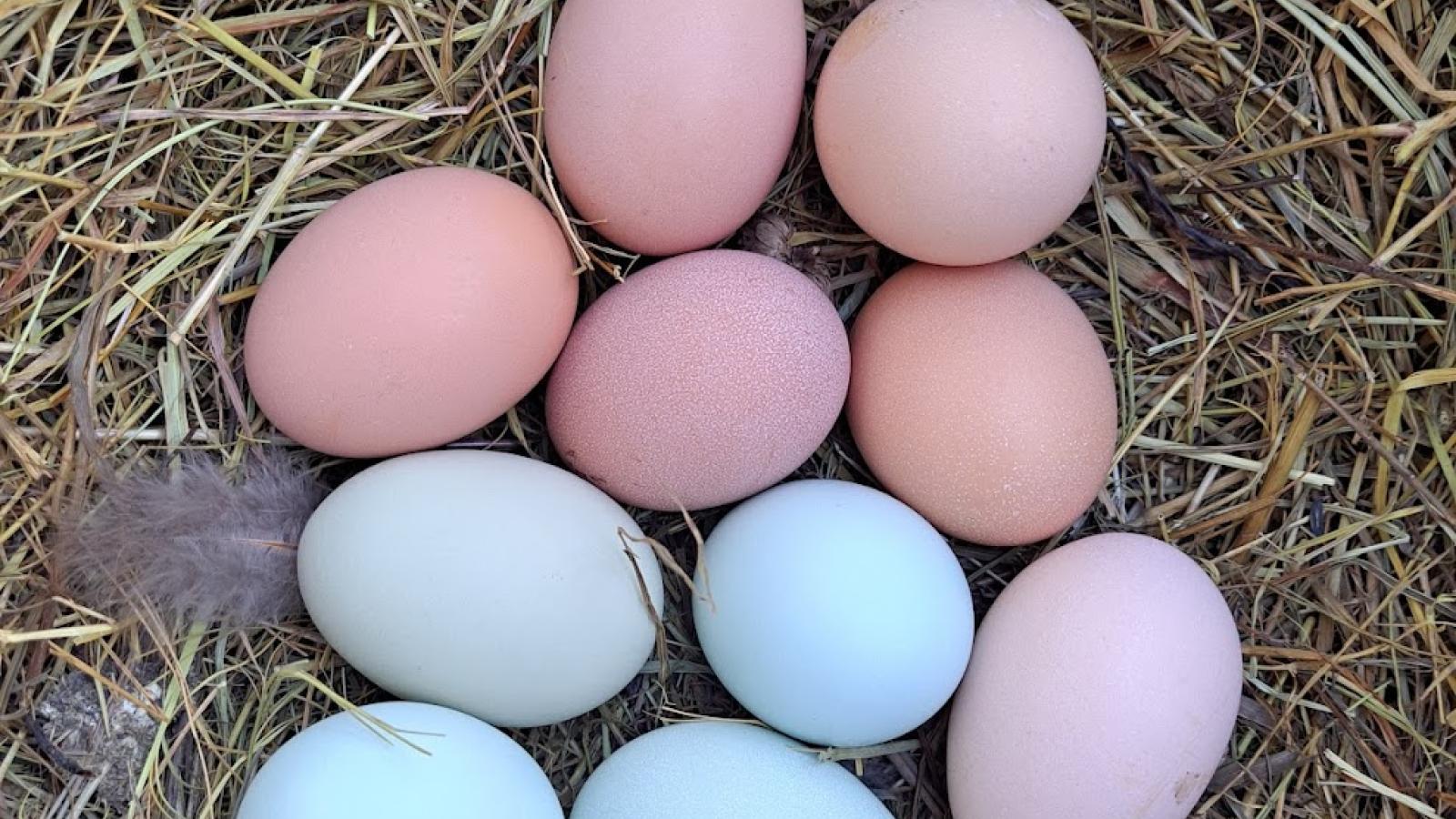 Chicken Eggs