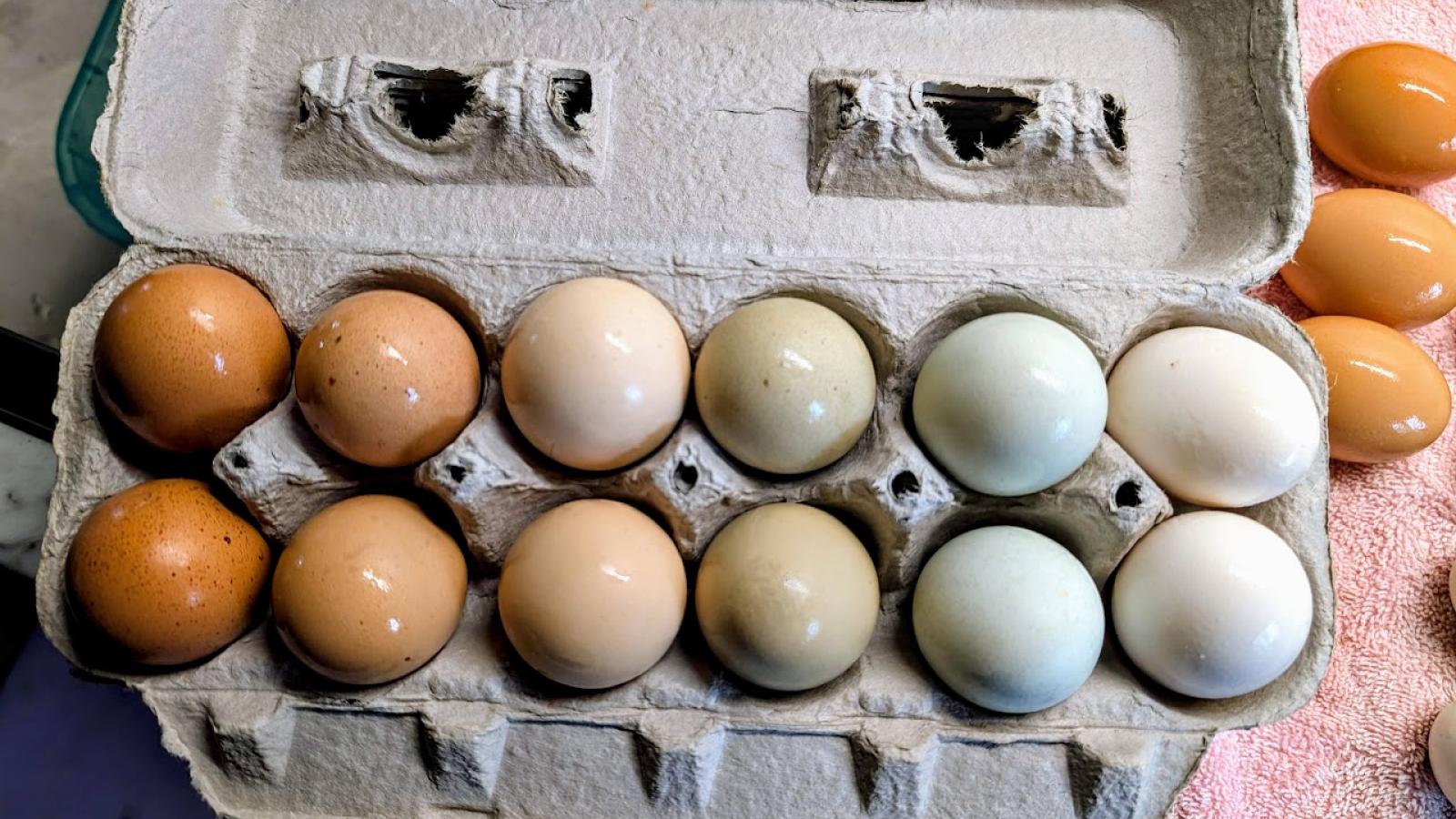 1 dozen rainbow eggs