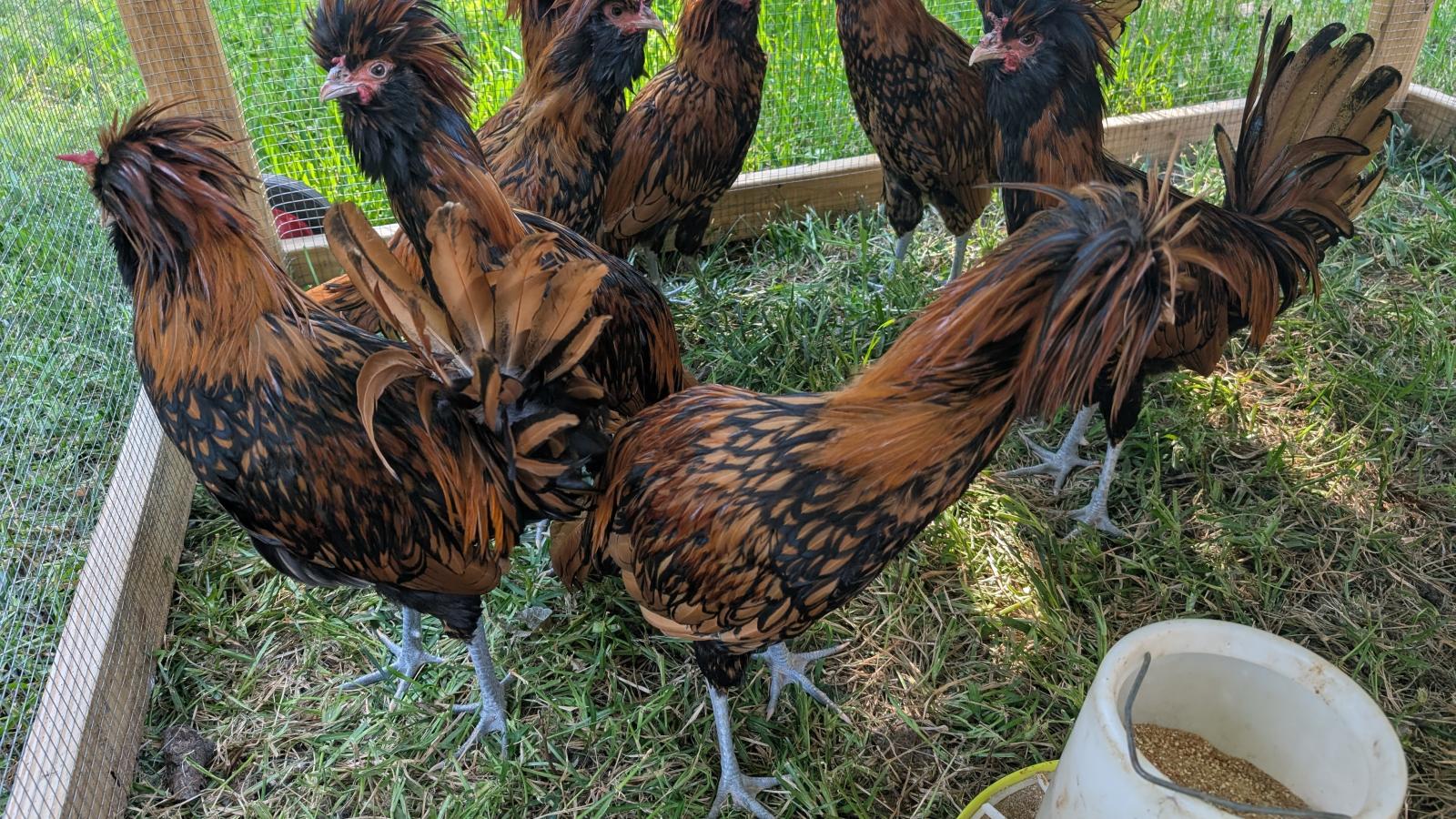 golden laced Polish Rooster