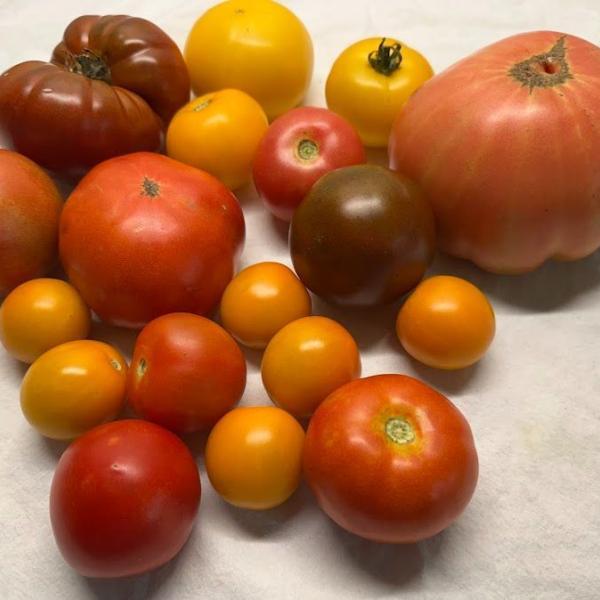 assorted tomatoes