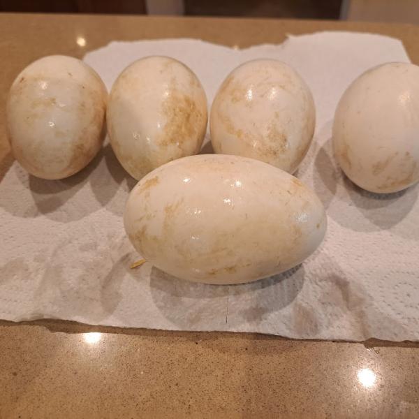 Goose Eggs