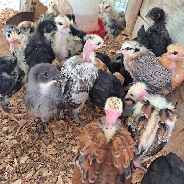 Turken chicks