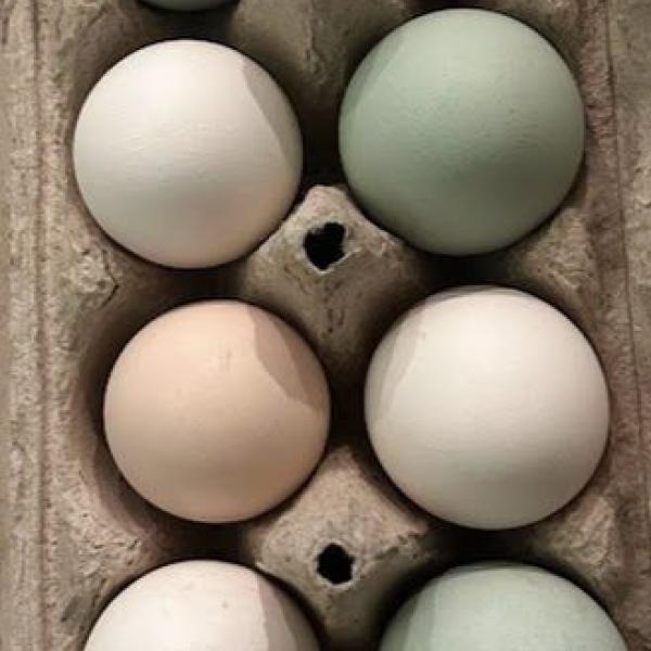 Fertilized Chicken Eggs