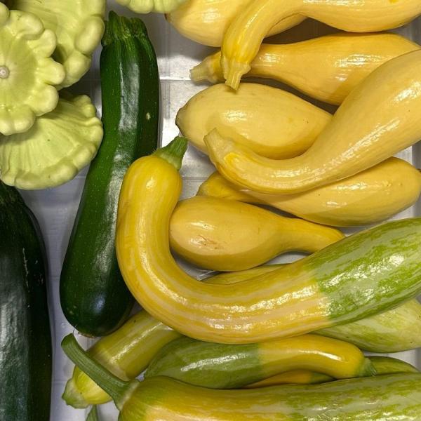 Summer Squash