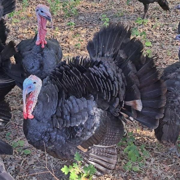 Black Spanish Tom Turkey