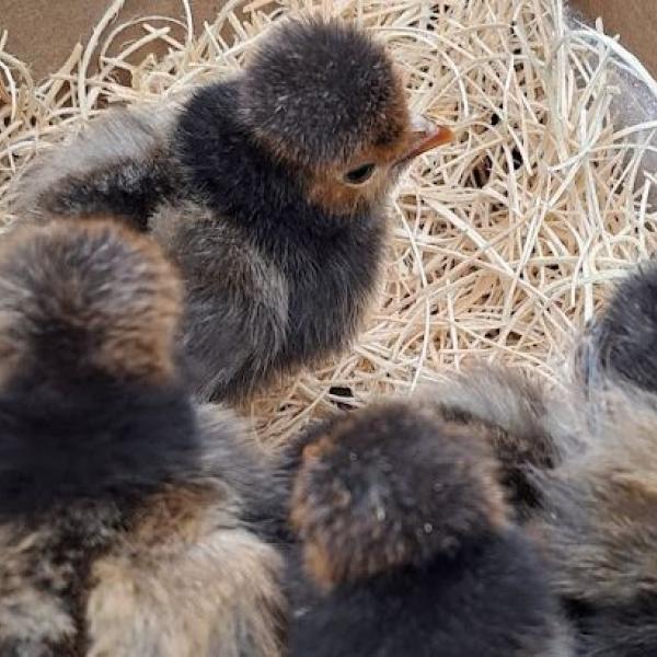 Polish Chicks