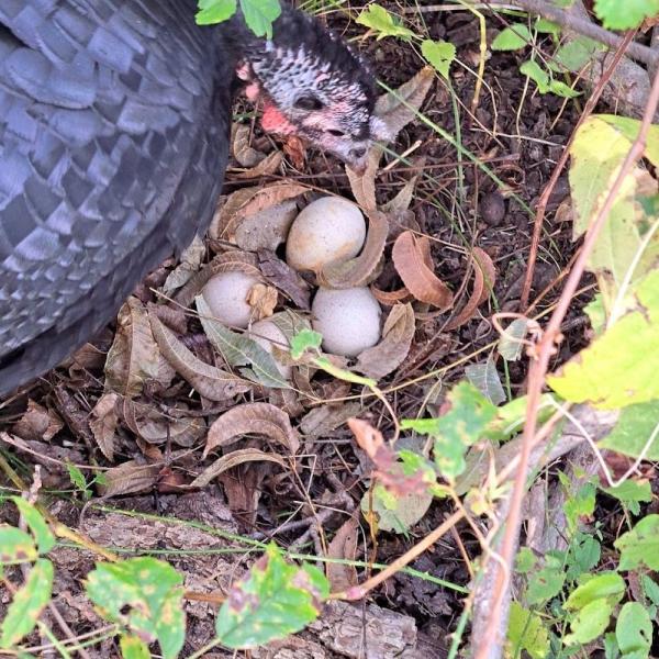 Turkey hen nesting