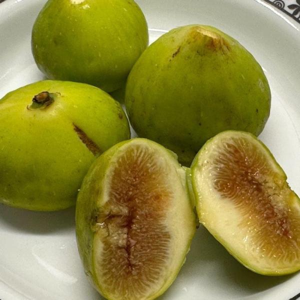 Green Figs