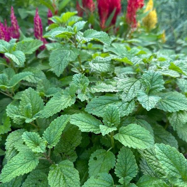 fresh lemon balm