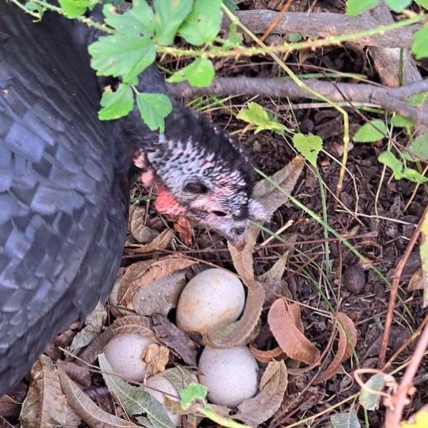 Turkey Hen