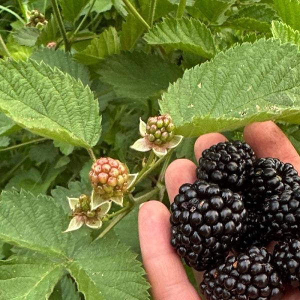 blackberries