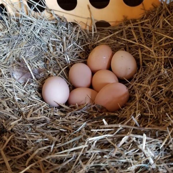 chicken eggs