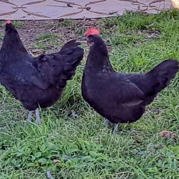 laying chicken hen