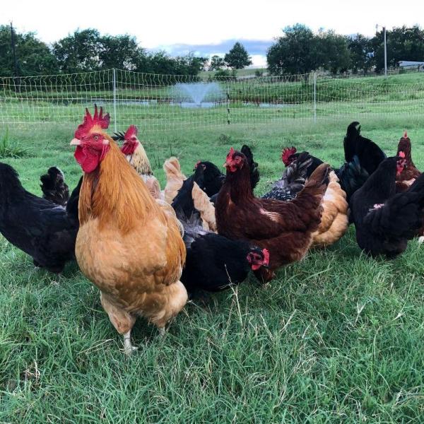 Flock of chickens