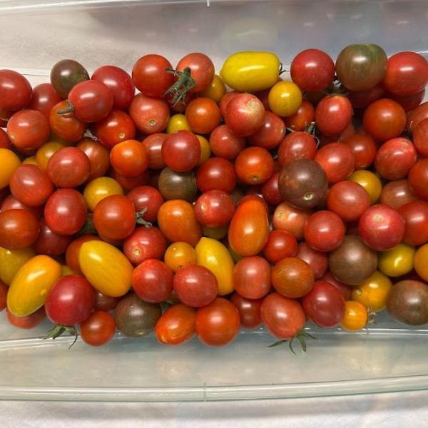 cherry tomatoes